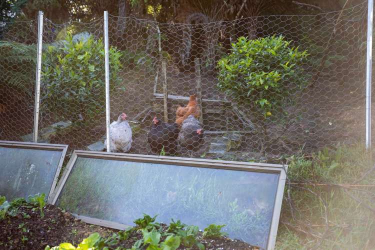 225b Driving Creek Road Coromandel_9