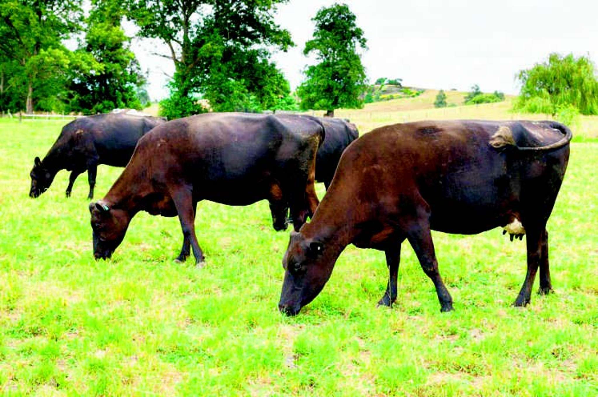 NZ's coolest cows part of a hot future