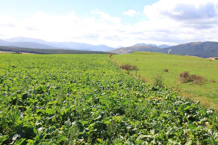 893 Kakapo Road Te Anau_17