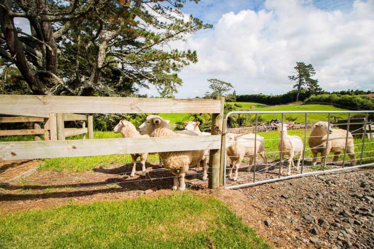 109c Riverhead Road Kumeu_17