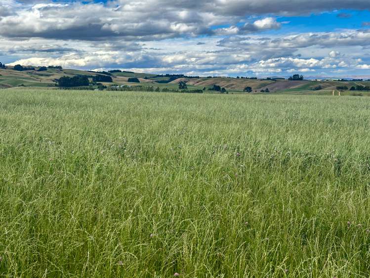 465 Moncurs Road West Otago Surrounds_7