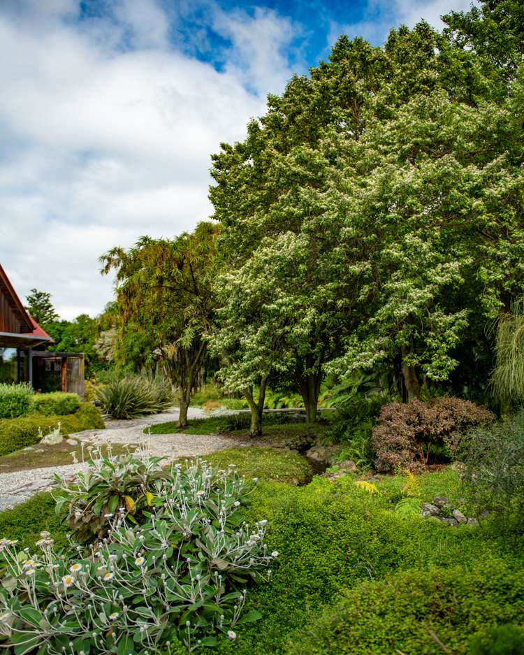 239 Redwood Street Witherlea_13