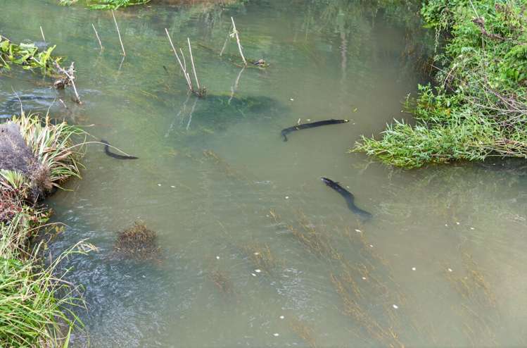 2372 State Highway 1 Kaiwaka_35