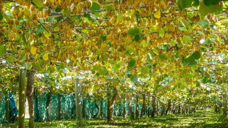 359 Matahui Road Aongatete_10