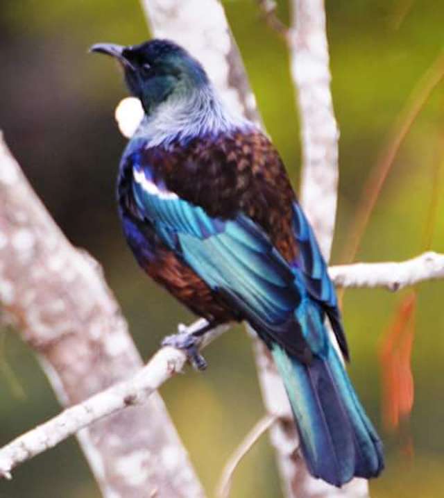 89 Bethells Road Waitakere_4