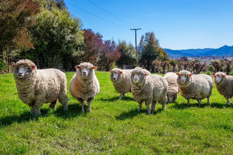 271 Redwood Street Witherlea_18