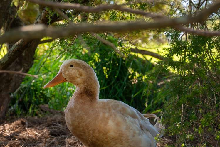 691 Te Waerenga Road Hamurana_25