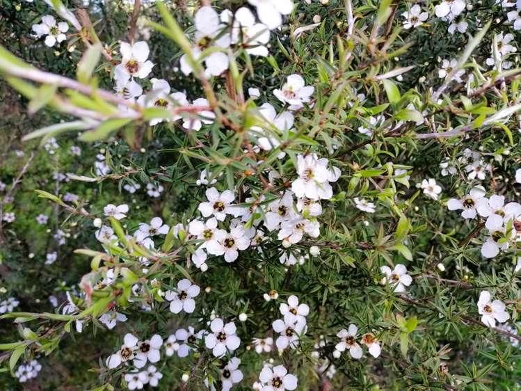 20A Valley View Lane Hakaru_41