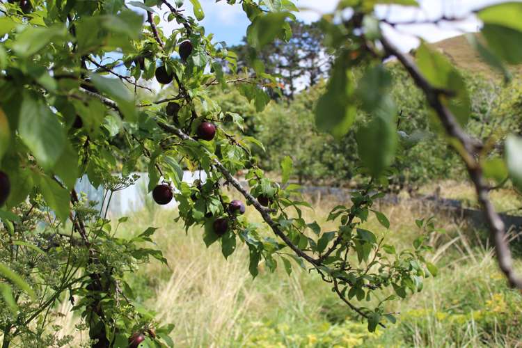 6 Ihupuku Street Waitotara_10