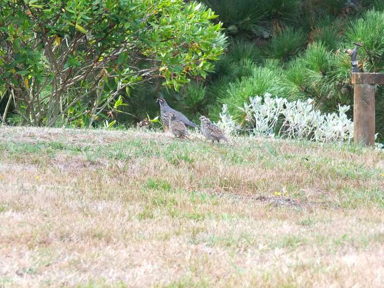 35 Wylie Road Foxton Beach_3