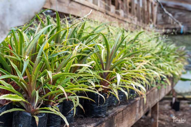 70 Rototuna Rd Pouto_37