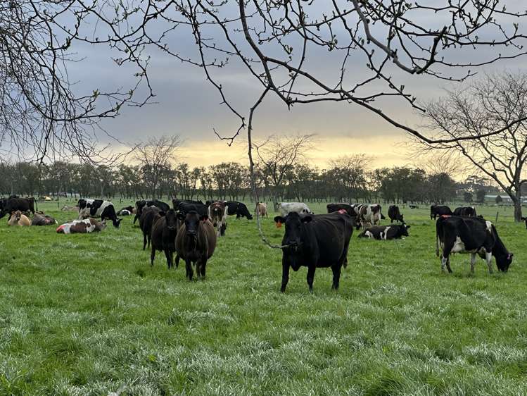 520 Lake Road Horsham Downs_10