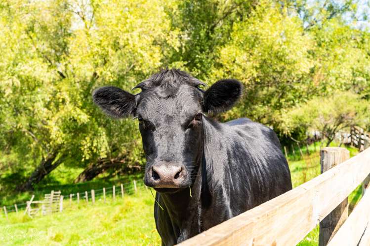 5 Judd Road Maungaturoto_32