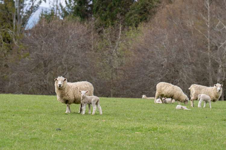 220 Mackay Road West Otago Surrounds_21