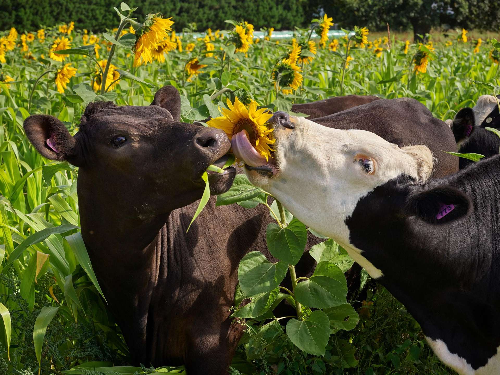 48 Gardiners Road, Starvation Hill Oxford_0