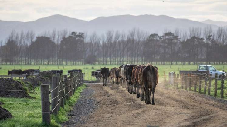 Kahutara Road Pirinoa_5