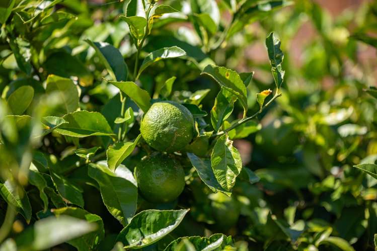 12 Pharo Place Ngaruawahia_22