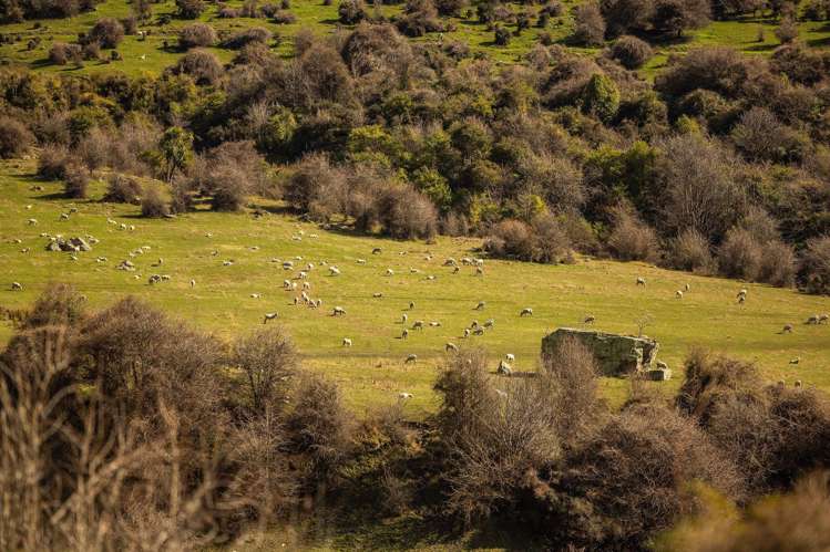 Cecil Peak Station Queenstown_28