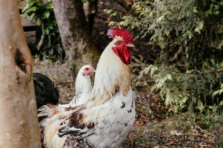 92B Lake Kaniere Road Hokitika_7