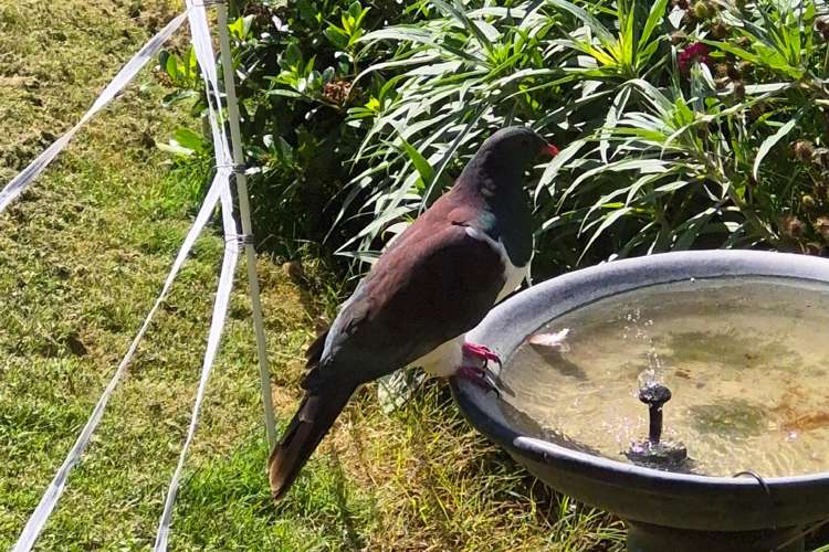 62 Shakespeare Road Bastia Hill_27