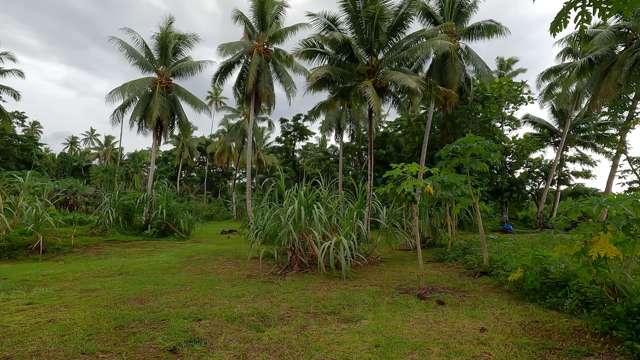 Tuvutuvurara, Wailevu West, Savusavu Vanua Levu_4