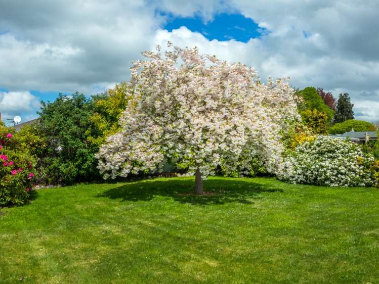 12a Connolly Street Geraldine_16