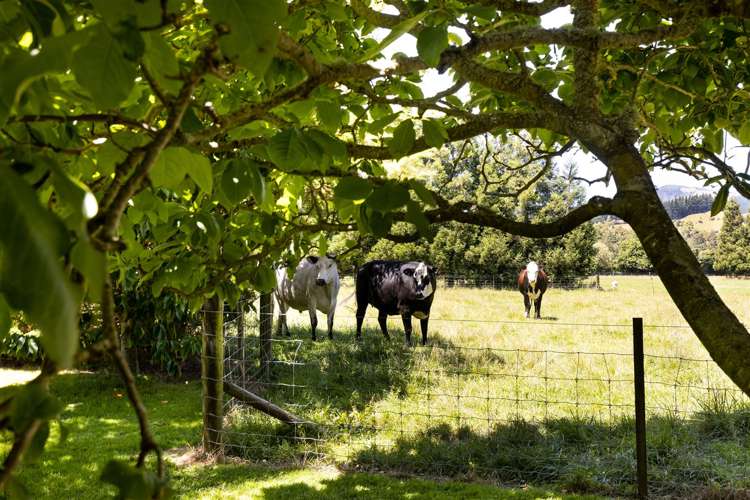 188 Mount Riley Road Havelock_39