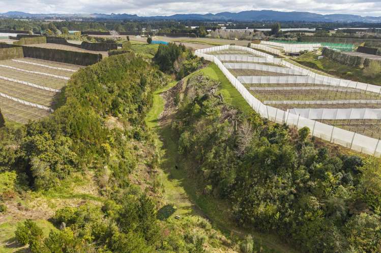 589 Rangiuru Road Te Puke_9