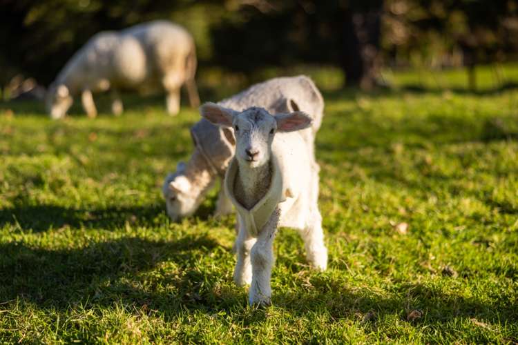 956 Upper Ohauiti Road Ohauiti_5