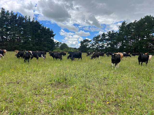 220 Larsen Road Eketahuna_2