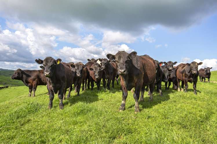 574 Mangaotaki Road Piopio_18