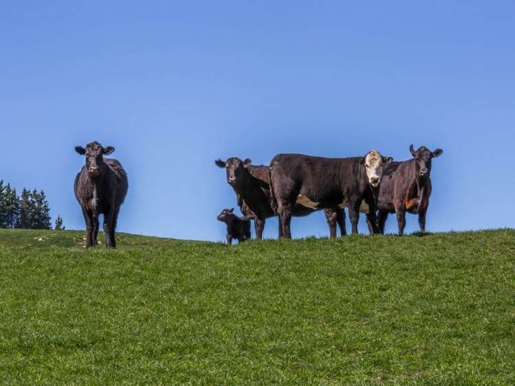 307 Broxton Road MacDonald Downs_19