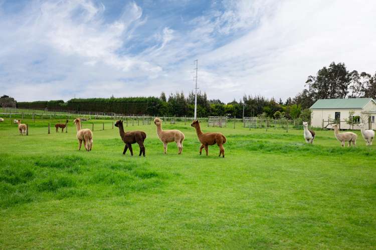 78 East Road Ascot_33