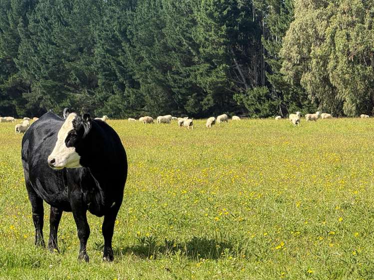 125 Tomogalak Road Ardlussa_3