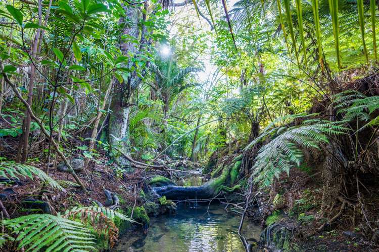 4 Our Road Whangarei Heads_40