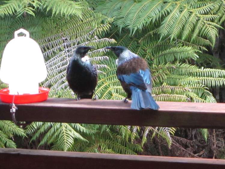 19 Arabella Road Opua_13