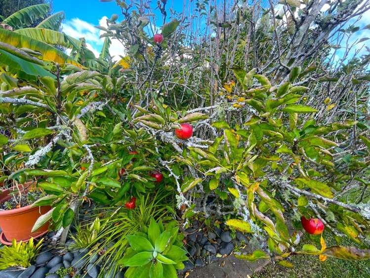 8 Divich Avenue Te Atatu South_21