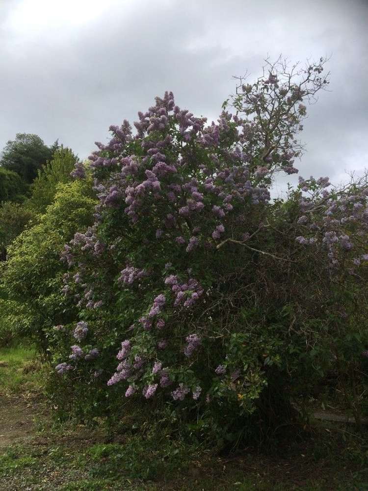 25 Fea Street Dalmore_23