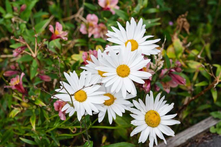 46a Kenmure Road Belleknowes_23