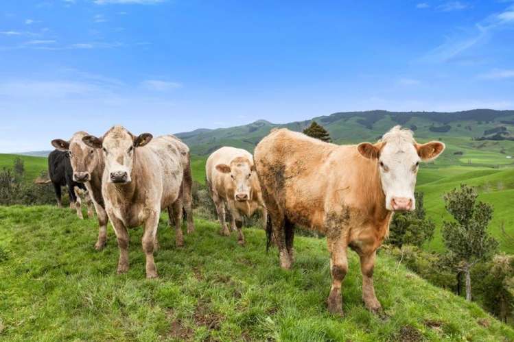 500 Tahuroa Road Tauwhare_37