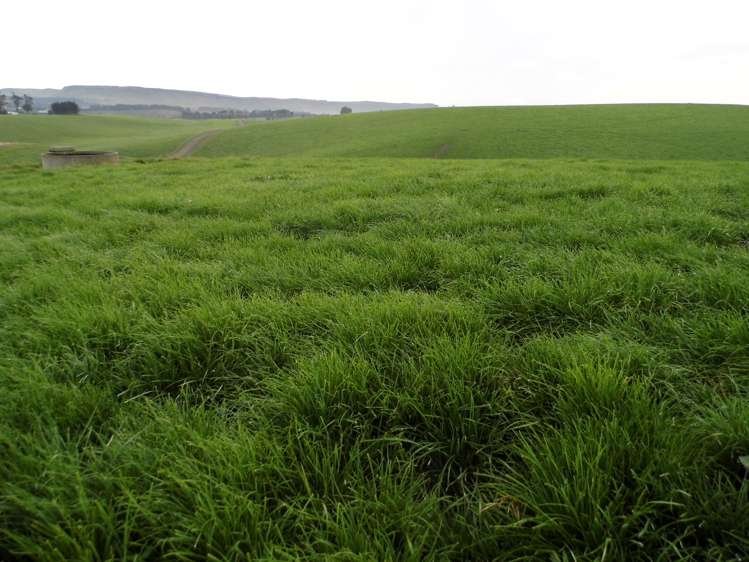 191 Cowans Road Enfield and Surrounds_5