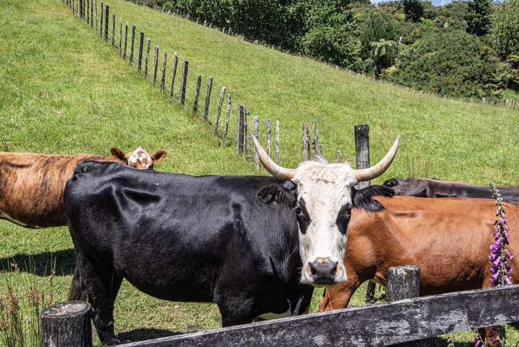 802 Russell Road Whakapara_32