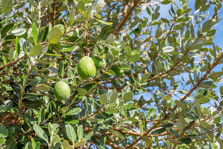 14 Commins Road Onerahi_23