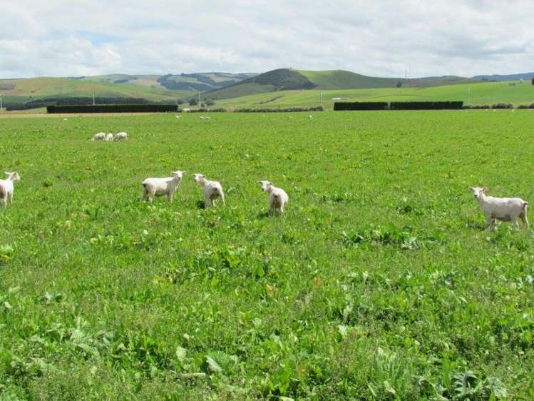 734 Crichton Road Milton_23