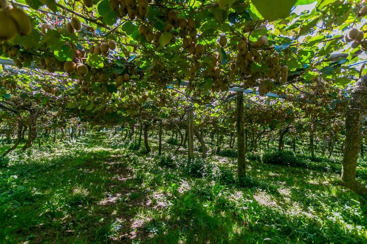 299 Lockington Road Aongatete_9