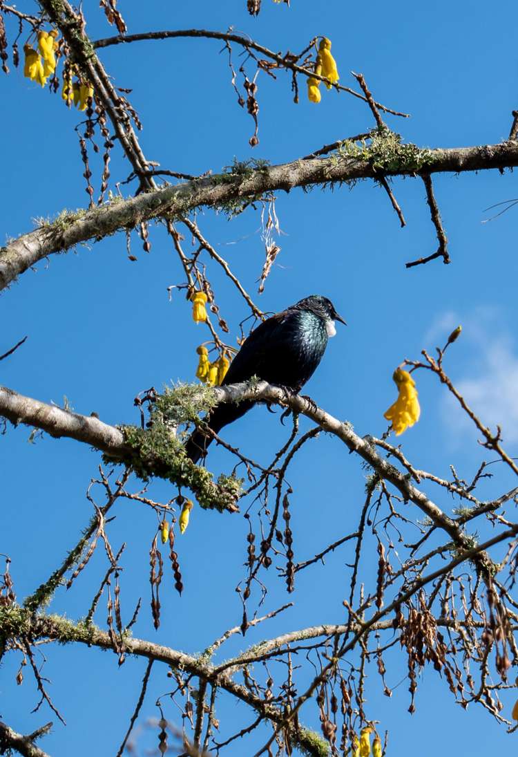 29 Caulfield Place Pukehangi_19