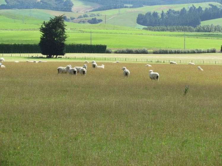 734 Crichton Road Milton_7