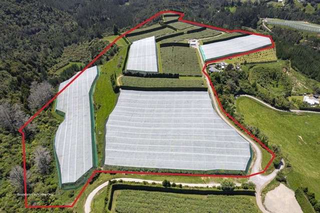 Large Scale Kiwifruit Orchard -  Must be Sold