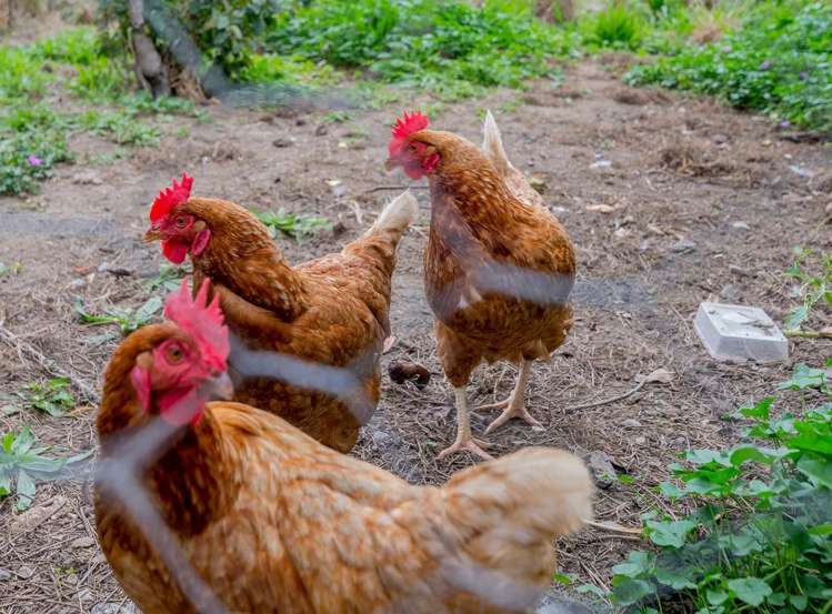 64 Te Roto Road Otaki_15