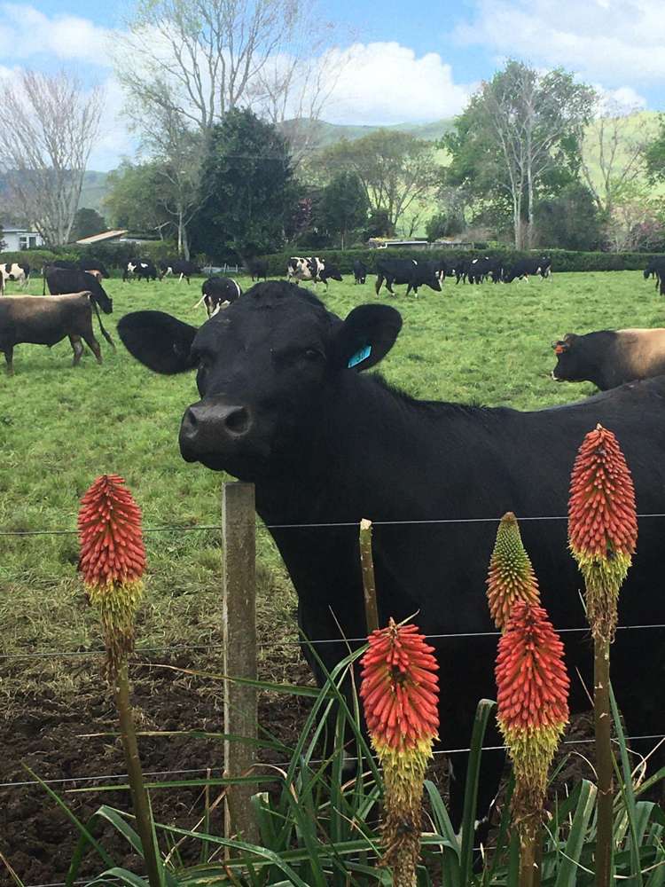 43 Cadman Road Paeroa_24